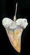 Fossil Mako Tooth Pendant - Bakersfield, CA #26105-1